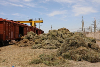 Фотография к новости: Тарифы на перевозку кормов для мангистауских фермеров снизили на 80%