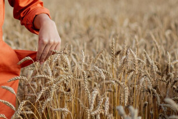 Фотография к новости: Ввести режим ЧС в нескольких областях из-за плохого урожая предлагают депутаты