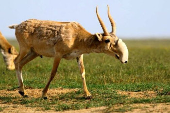 Фотография к новости: "Если не начнем продавать мясо, будем трупы убирать с пастбищ" - ученый о ситуации с сайгаками