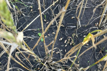 Фотография к новости: Из-за проливных дождей костанайская пшеница сгнивает на полях