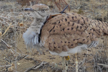 Краснокнижных дроф-красоток выпустили на волю в Казахстане