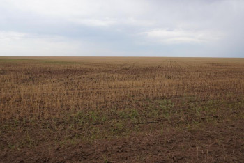 Фотография к новости: Без урожая и денег: фермеры Павлодарской области в панике просят о помощи