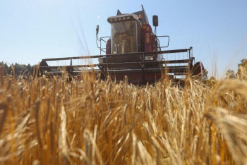 Фотография к новости: Четыре центнера с гектара: костанайские аграрии могут потерять половину урожая