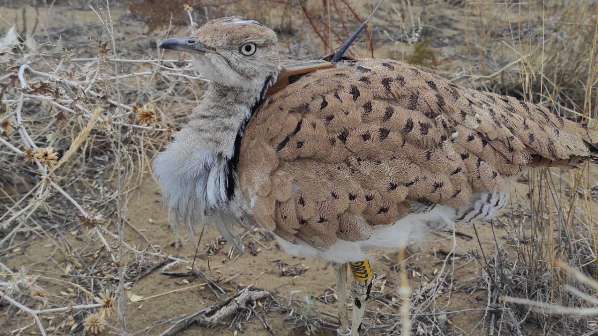 t.me/EcologyofQazaqstan