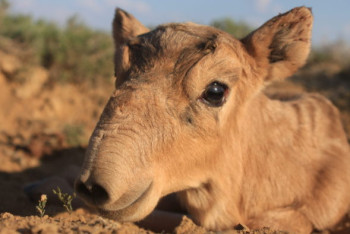 Фотография к новости: Фермеры ЗКО предлагают одомашнивать сайгаков, чтобы спасти пастбища