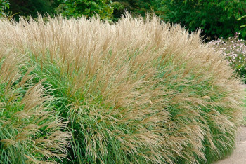 Фотография к новости: Житель Семея предложил простую идею по очистке земли бывшего полигона от радиации