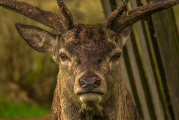 "Электропастух" убил редкого асканийского оленя рядом с "Бурабаем"