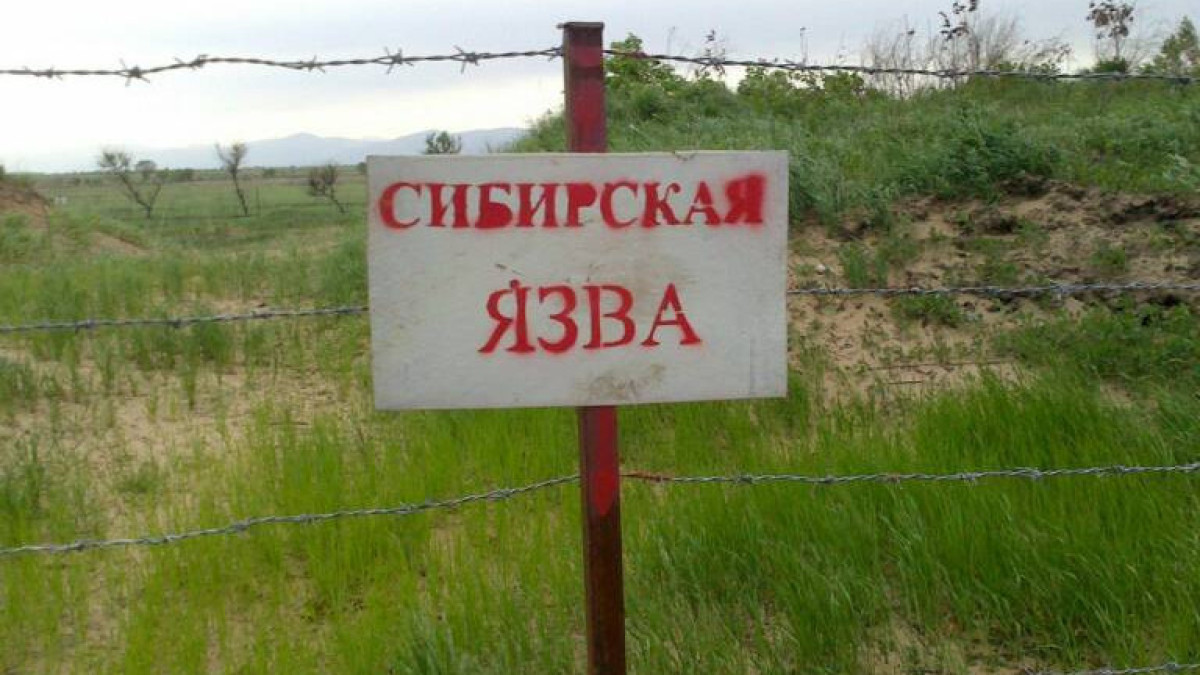 Волонтёры нашли два сибиреязвенных захоронения в частном секторе Жетысу