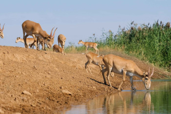 Фотография к новости: Популяцию сайгаков необходимо регулировать - минэкологии