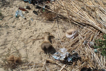 Чужой скот за 9 млн тенге продал пастух в Кызылординской области