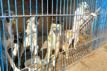 Фотография к новости: В Павлодаре разгорелся скандал  между приютом для животных и местными жителями