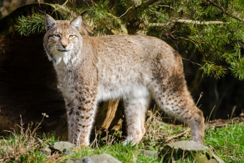 Крупного хищника сняли на видео в лесу близ Павлодара