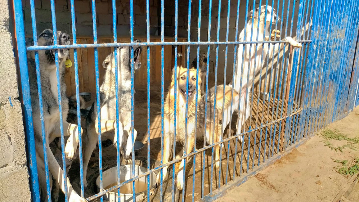 Артем Клеван.