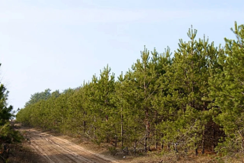 КХ попыталось присвоить 2 тысячи гектаров леса в Костанайской области