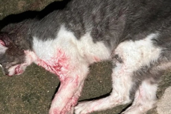 Мужчина до смерти избил шваброй соседского кота