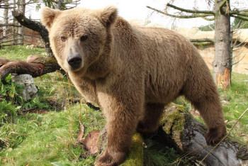 Краснокнижные медведи попали в фотоловушку нацпарка