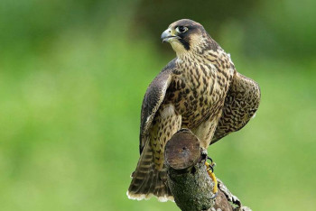 Особо ценных птиц пытались контрабандой вывезти из России в Казахстан