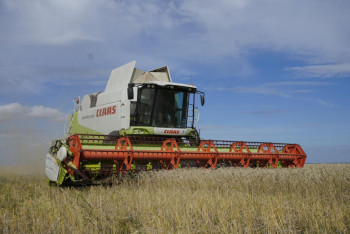 Фотография к новости: Ночуют на полях и просят помощи: уборка урожая в Акмолинской области превратилась в хаос