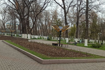 Фотография к новости: Не срослось: Почему в Шымкенте не прижились умные подсолнухи