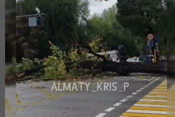 Огромное дерево рухнуло на перекрёстке в Алматы