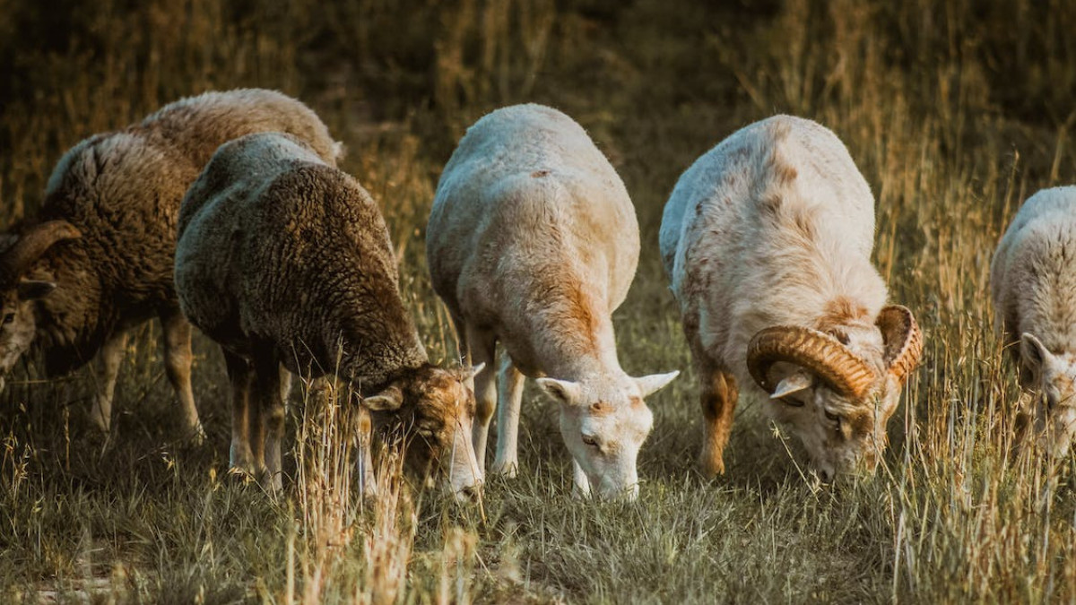 pexels.com / иллюстративное