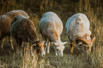 Стадо овец съело 100 килограммов конопли в Греции