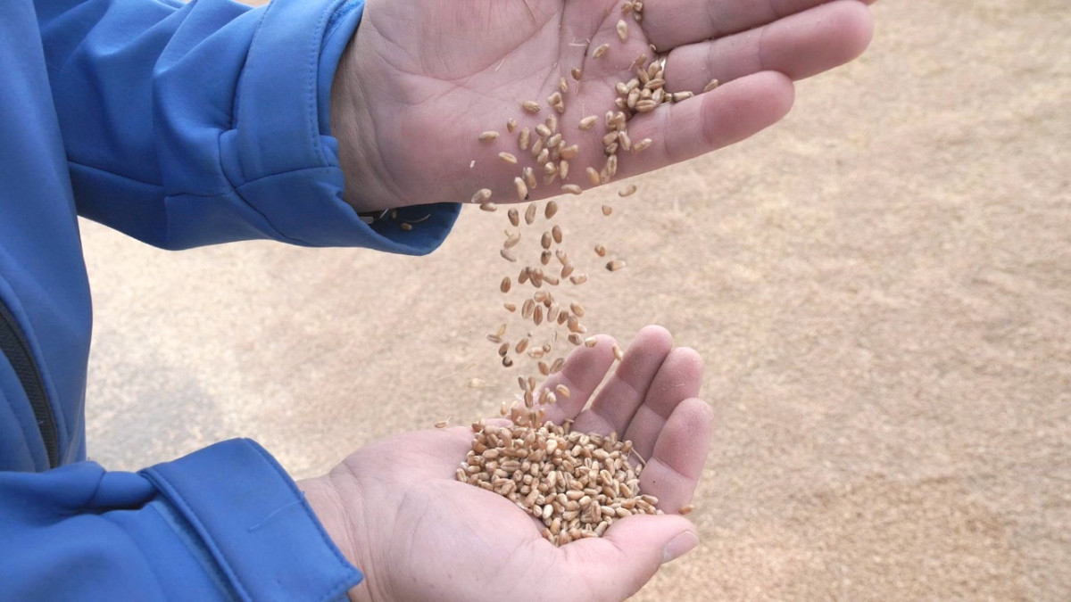 Анна Мирская.