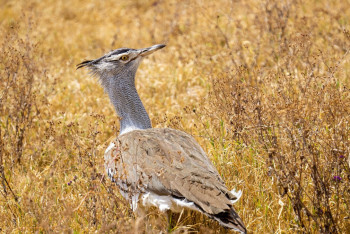 Фотография к новости: Более четырёх тысяч краснокнижных птиц выпустили на волю в Кызылординской области