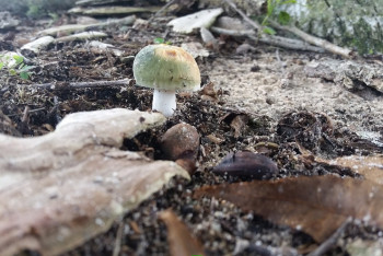 Фотография к новости: Заблудившуюся грибницу нашли мёртвой в Каркаралинске