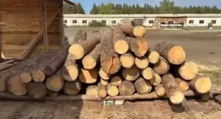 В незаконной вырубке леса подозревают должностных лиц РГУ “Ертіс орманы”