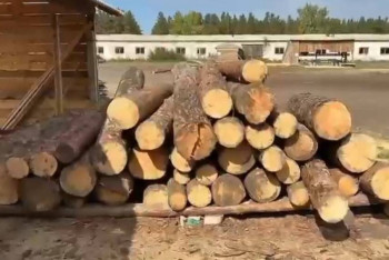 В незаконной вырубке леса подозревают должностных лиц РГУ “Ертіс орманы”