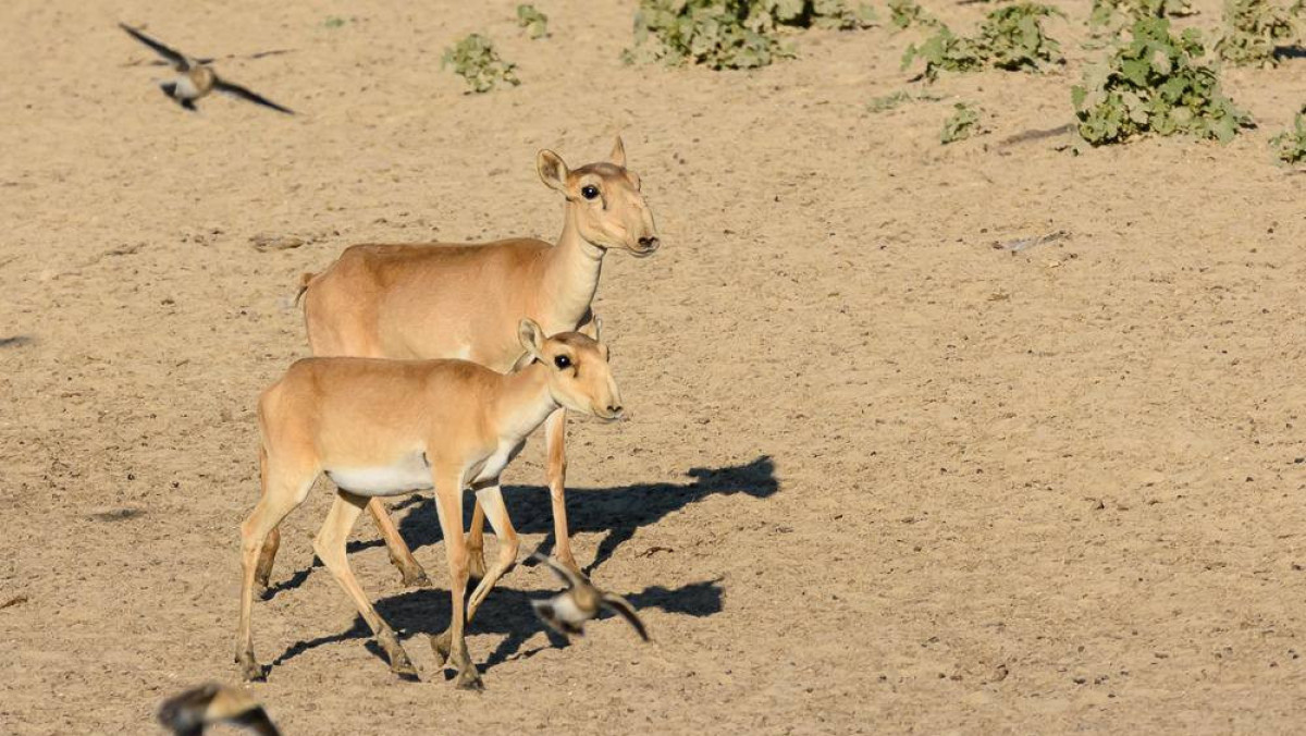 t.me/EcologyofQazaqstan