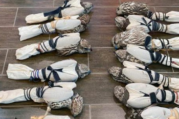 Клювом в пол: краснокнижных соколов на 200 млн пытались вывезти из Казахстана