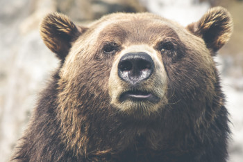 Браконьер застрелил медведя в ВКО