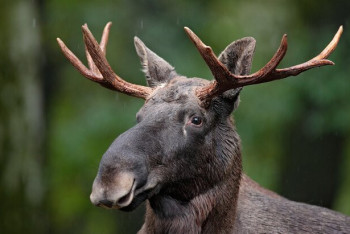 В Стокгольме застрелили лося, случайно забредшего в метро