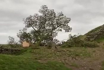 Задержан подросток, срубивший "дерево Робин Гуда" в Англии