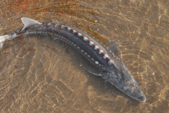 Фотография к новости: Плохая экология, аутсайдеры по ЕНТ и безработица: Что происходит в Атырауской области?