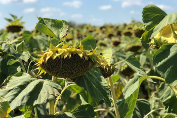 Фотография к новости: Вырастить семечки: пошлина на экспорт семян подсолнечника убьет это направление в АПК?