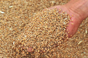 Фотография к новости: Пойдет на спирт? Костанайские фермеры не знают, куда девать проросшую пшеницу