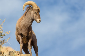 Численность Каратауских архаров выросла на 15%