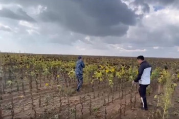 Тысячи кустов конопли среди подсолнухов посадили в области Абай