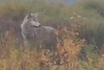 Волки повадились нападать на скот в Костанайской области