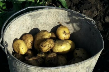 Предприниматель бесплатно раздаёт картофель всем желающим в СКО