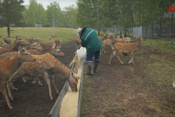 Спецрепортаж: мараловодческое хозяйство и центр пантолечения в Бурабае