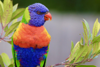 Алматинец отсудил попугая у бывшей жены