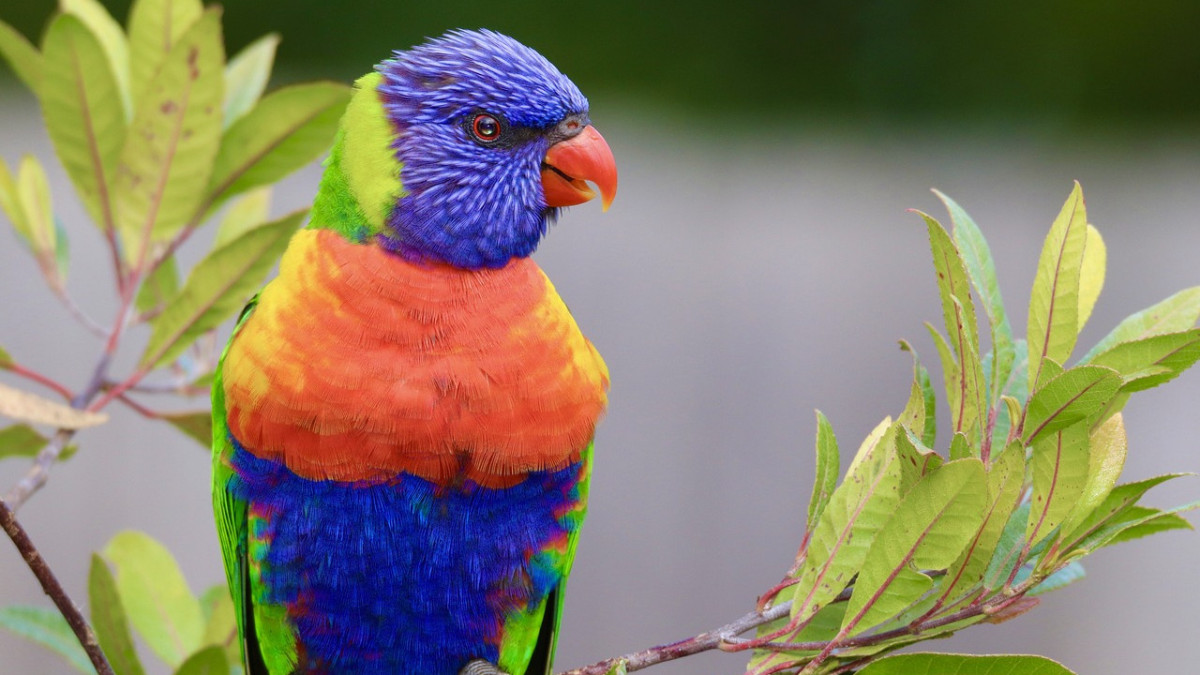 pixabay.com/иллюстративное