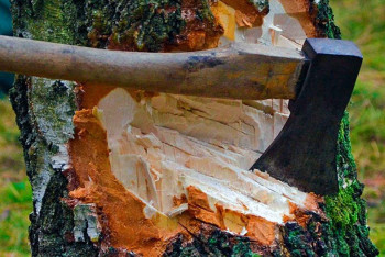 Фотография к новости: Более 80% саженцев "зелёного пояса" пришли в негодность в Таразе