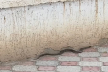 Нашествие змей на набережной в Актау сняли на видео