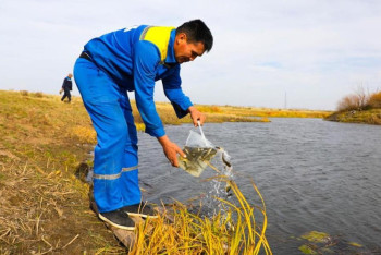100 тысяч карпов выпустили в реку Есиль