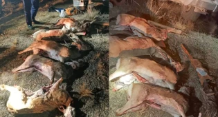 Застреливших краснокнижных джейранов браконьеров задержали в Жамбылской области